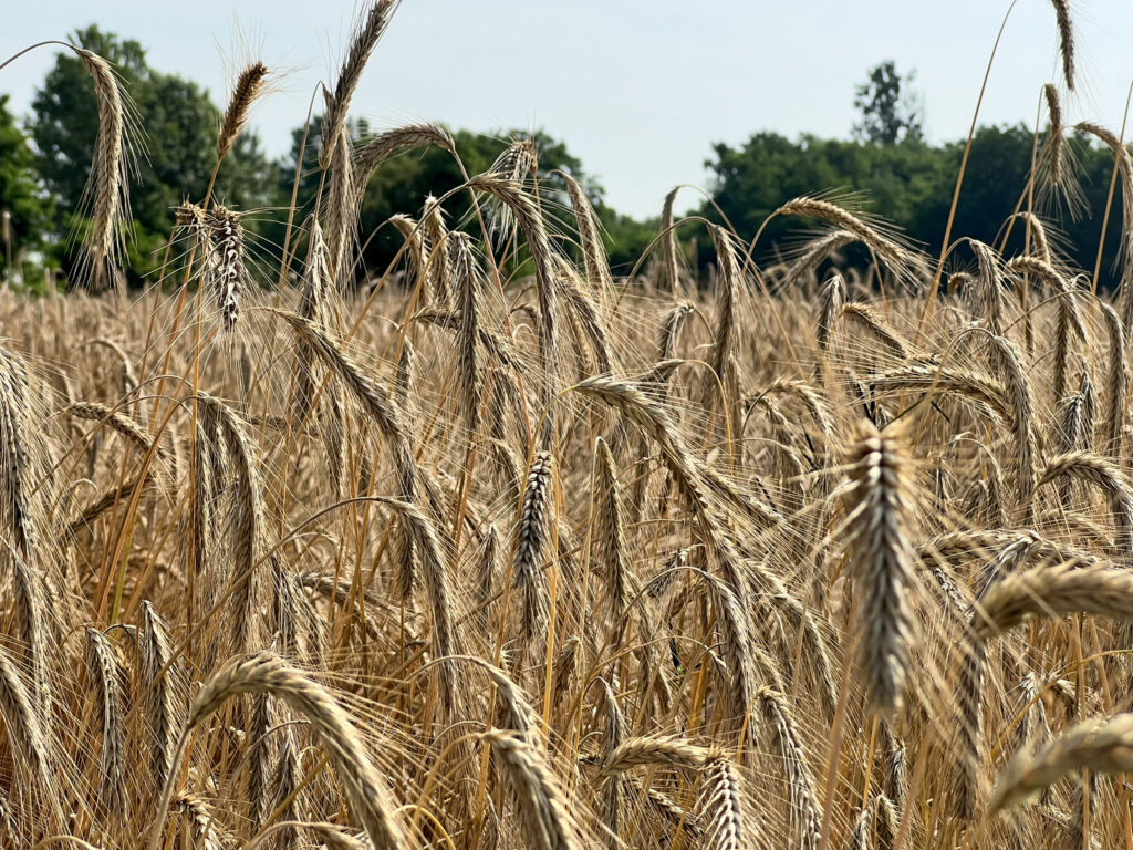 Un nostro campo di Segale VIVA